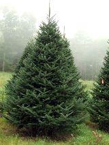 Balsam Fir