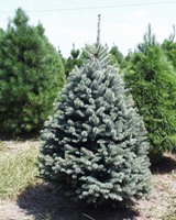 Blue Spruce