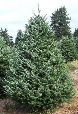 Fraser Fir